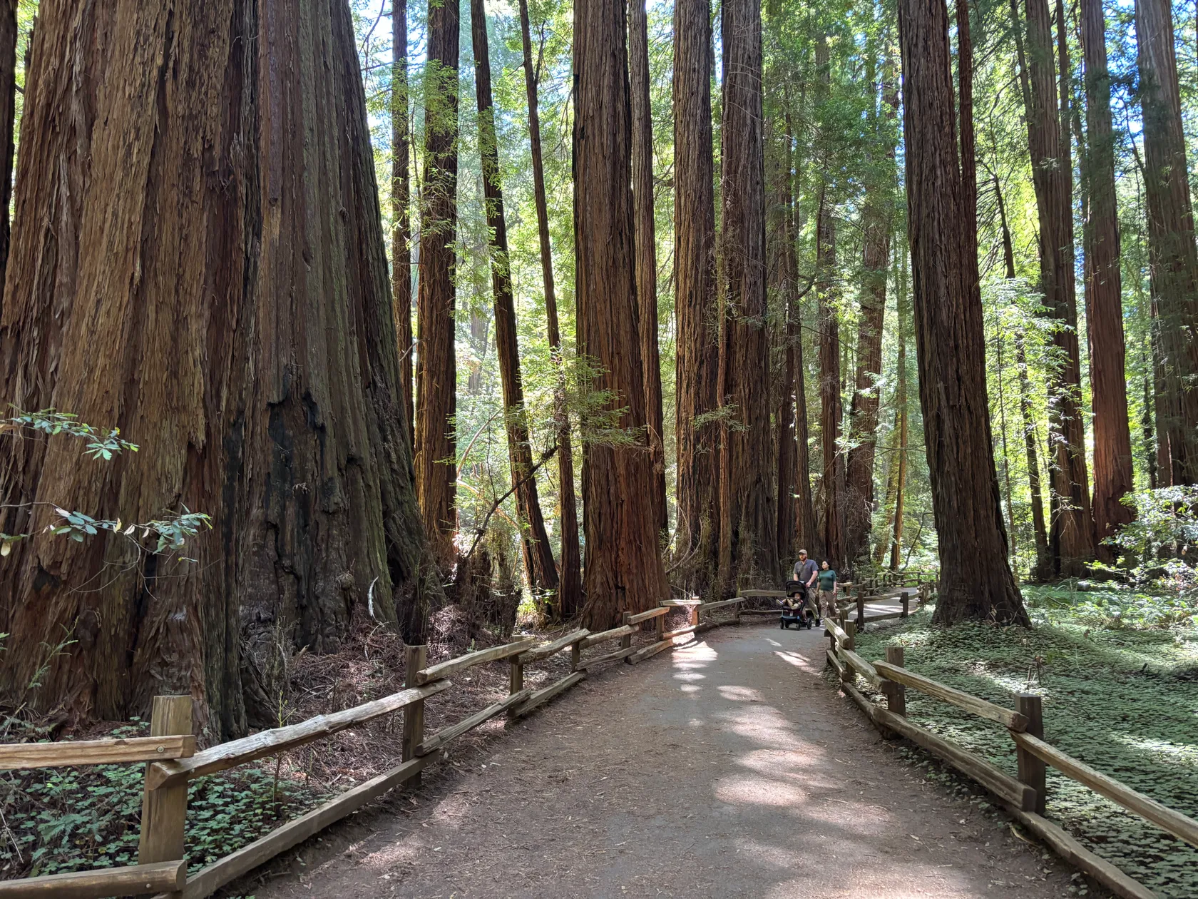 2. Muir Woods