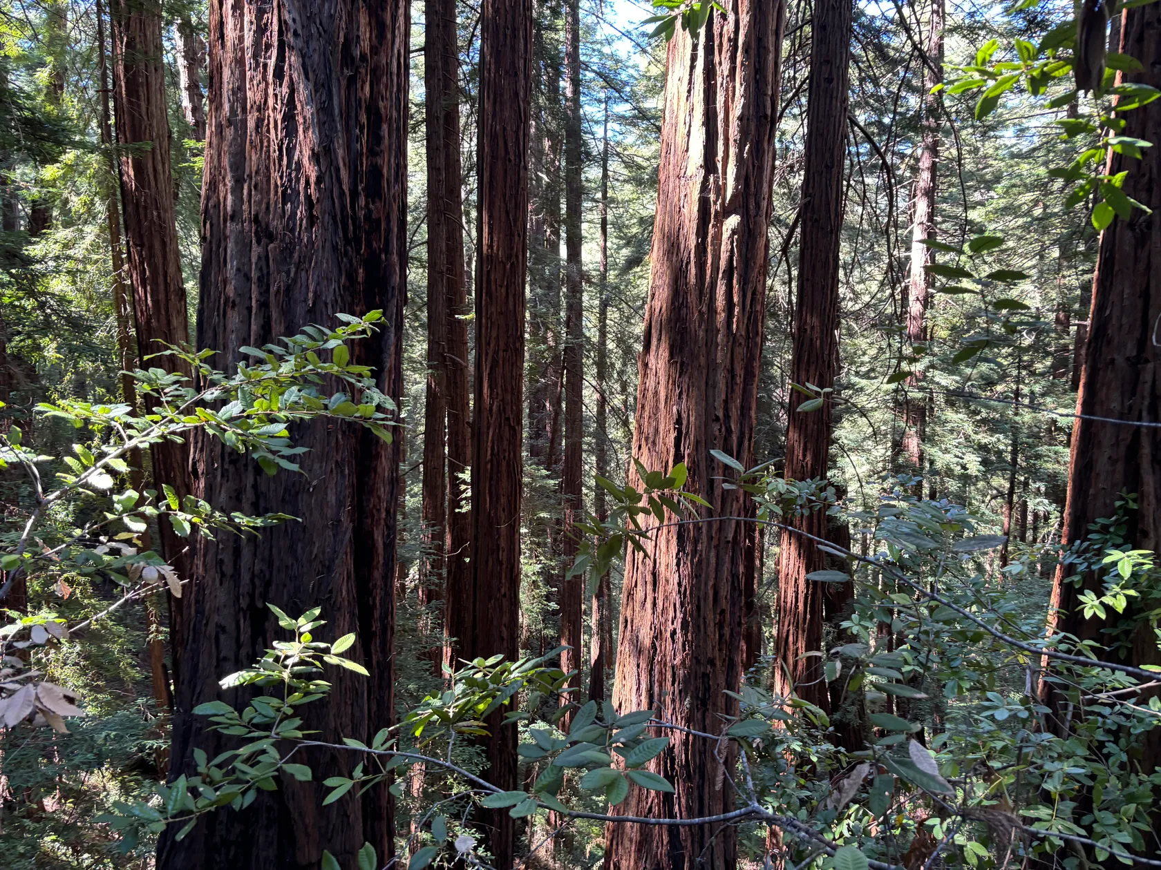 3. Muir Woods
