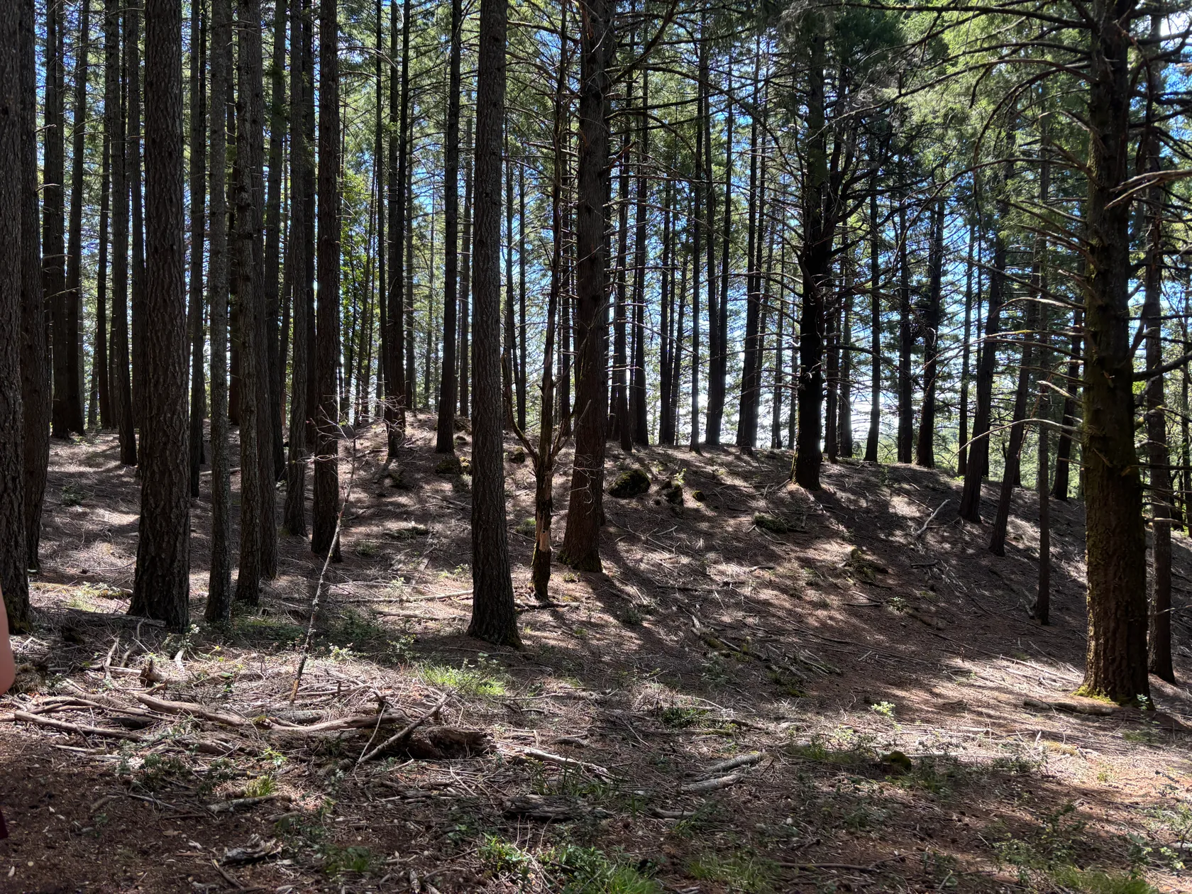1. Mount Tam with Audrey, Dan, & Arty